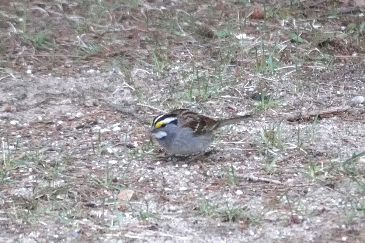 White-throated Sparrow - ML617557577