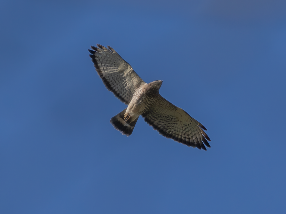 Broad-winged Hawk - ML617557582