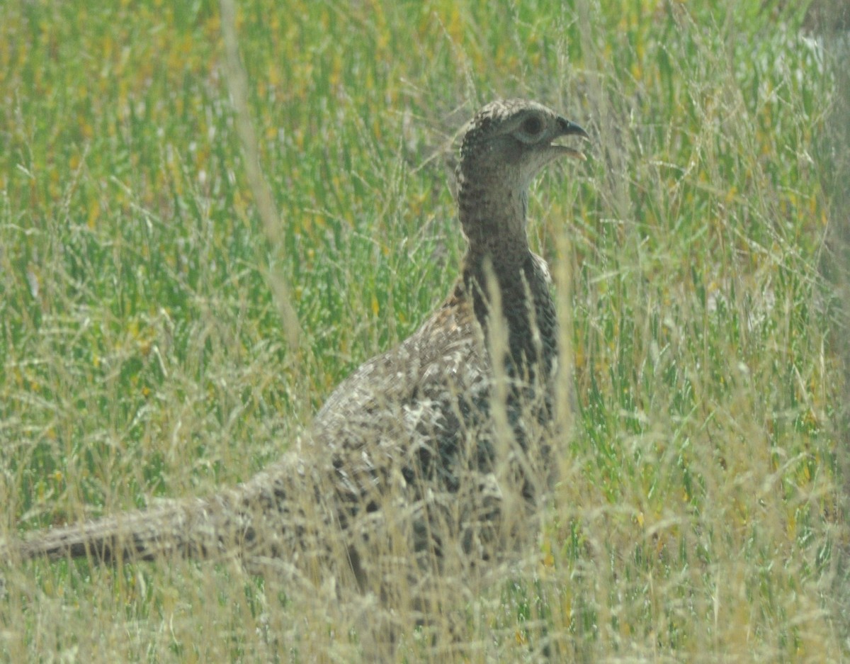 Ring-necked Pheasant - ML617557600