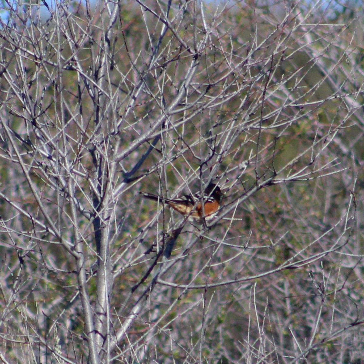 Spotted Towhee - ML617557675