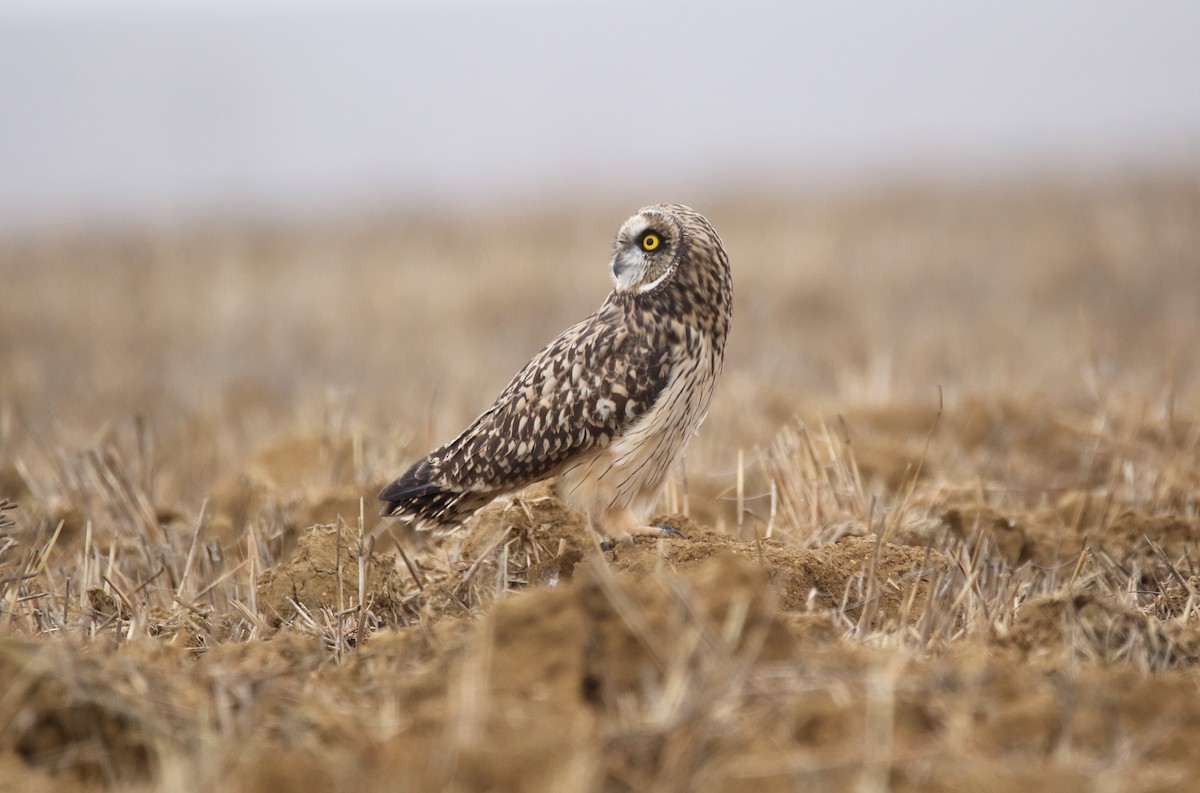 Short-eared Owl - ML617557689