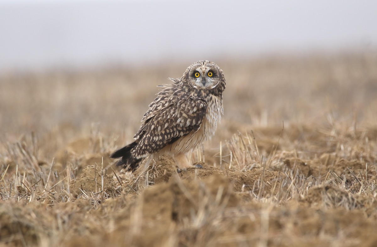 Short-eared Owl - ML617557694