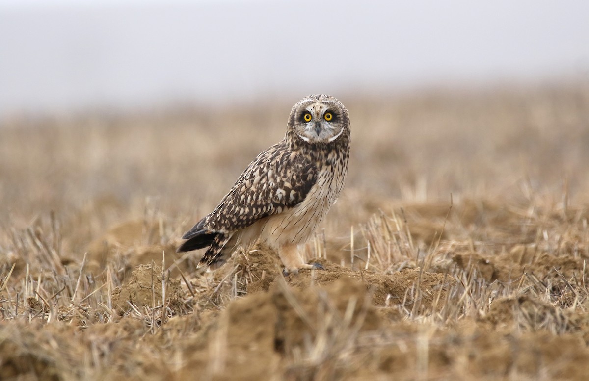 Short-eared Owl - ML617557695
