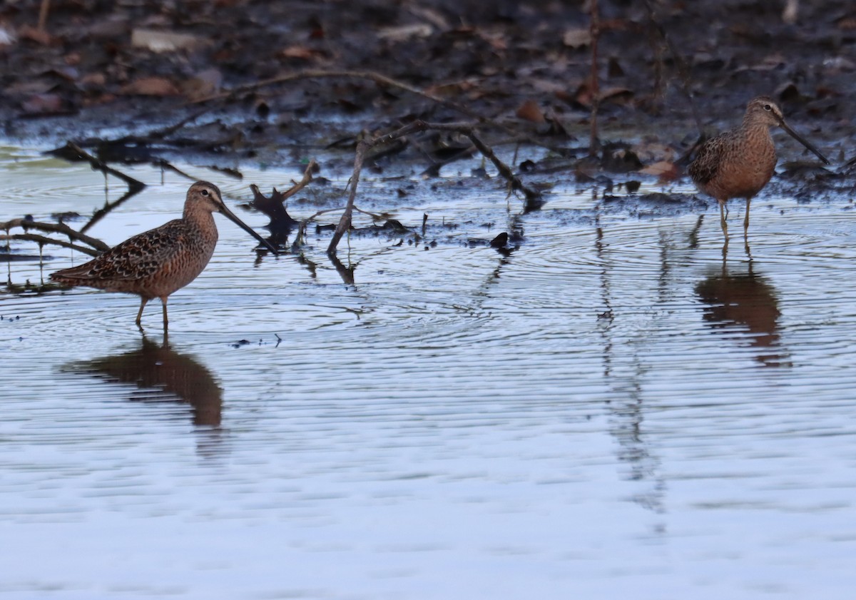 Long-billed Dowitcher - ML617557696