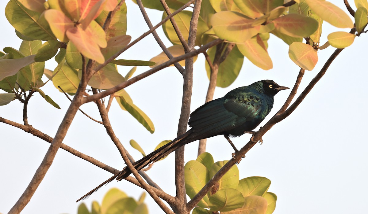 Long-tailed Glossy Starling - ML617557705