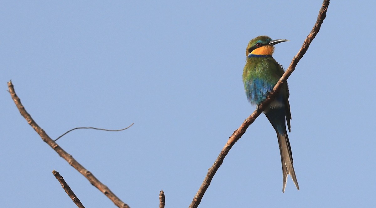 Swallow-tailed Bee-eater - ML617557725