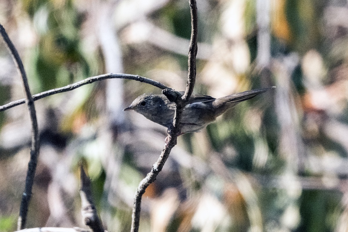 Brown Bush Warbler - Wachara  Sanguansombat