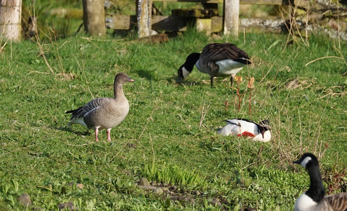 Pink-footed Goose - ML617557755