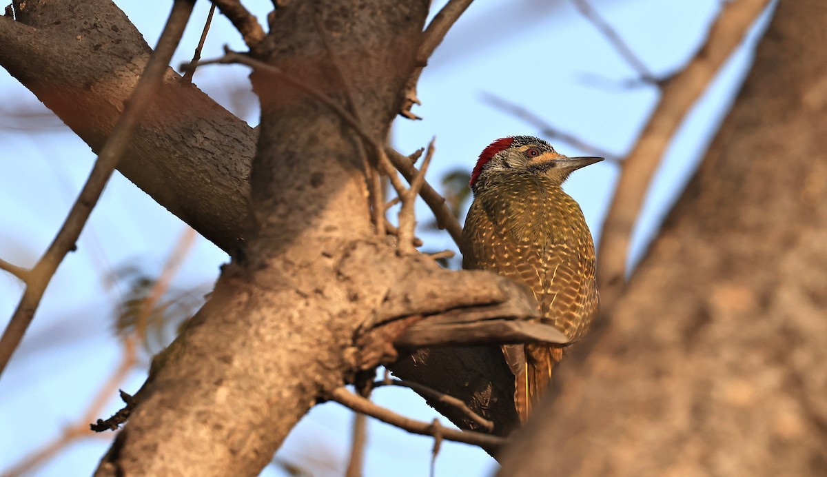 Fine-spotted Woodpecker - ML617557758