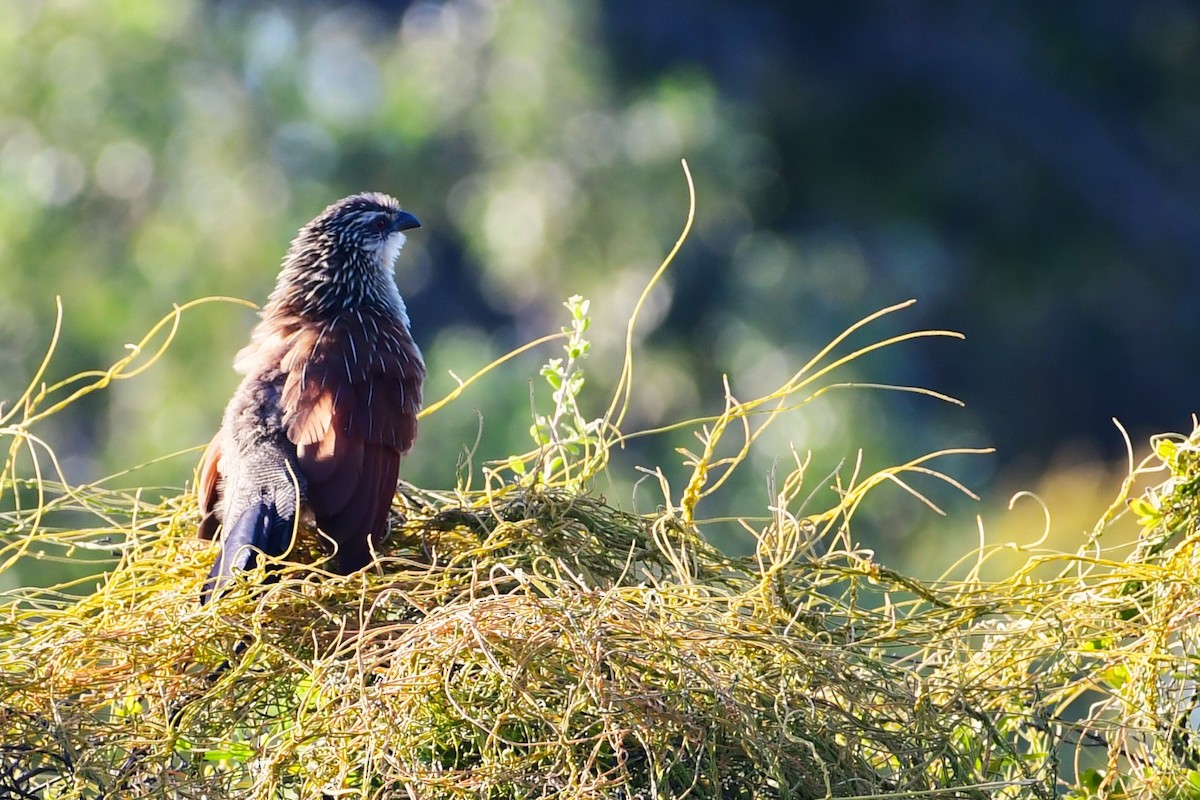 White-browed Coucal - ML617557782
