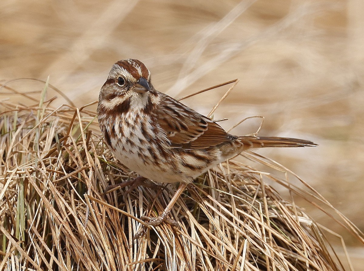 Song Sparrow - Charles Fitzpatrick