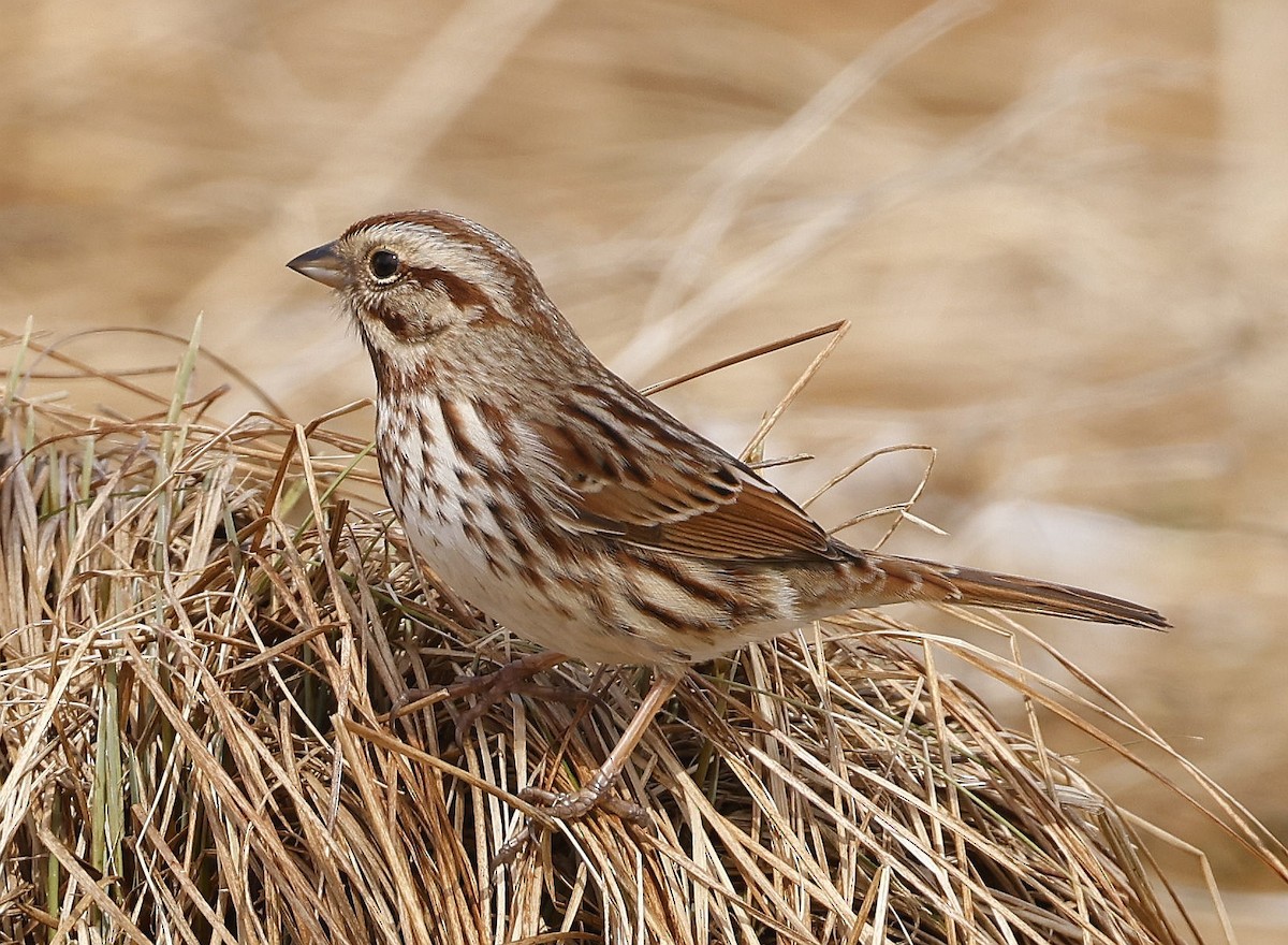 Song Sparrow - Charles Fitzpatrick