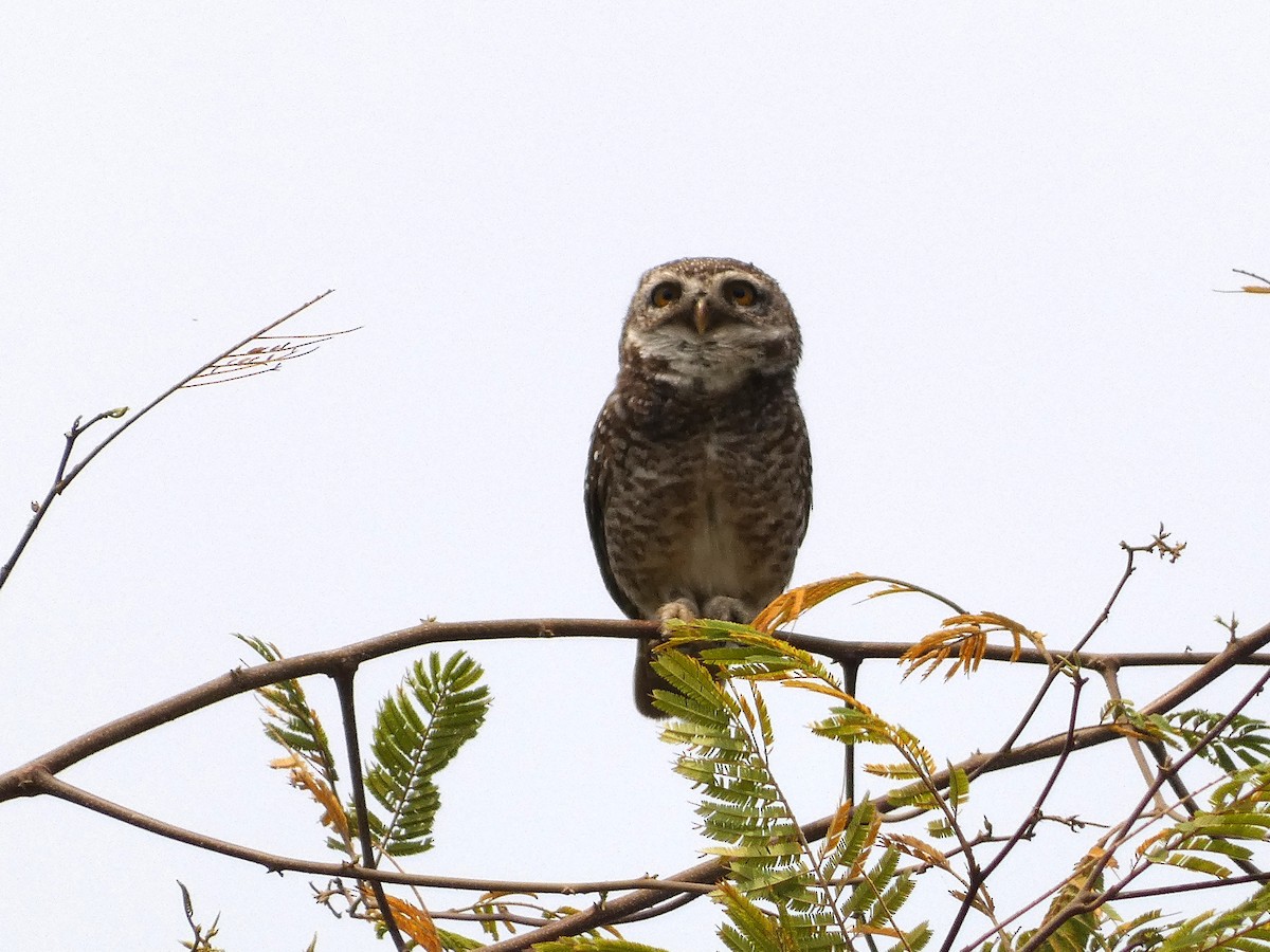 Spotted Owlet - Mike Tuer