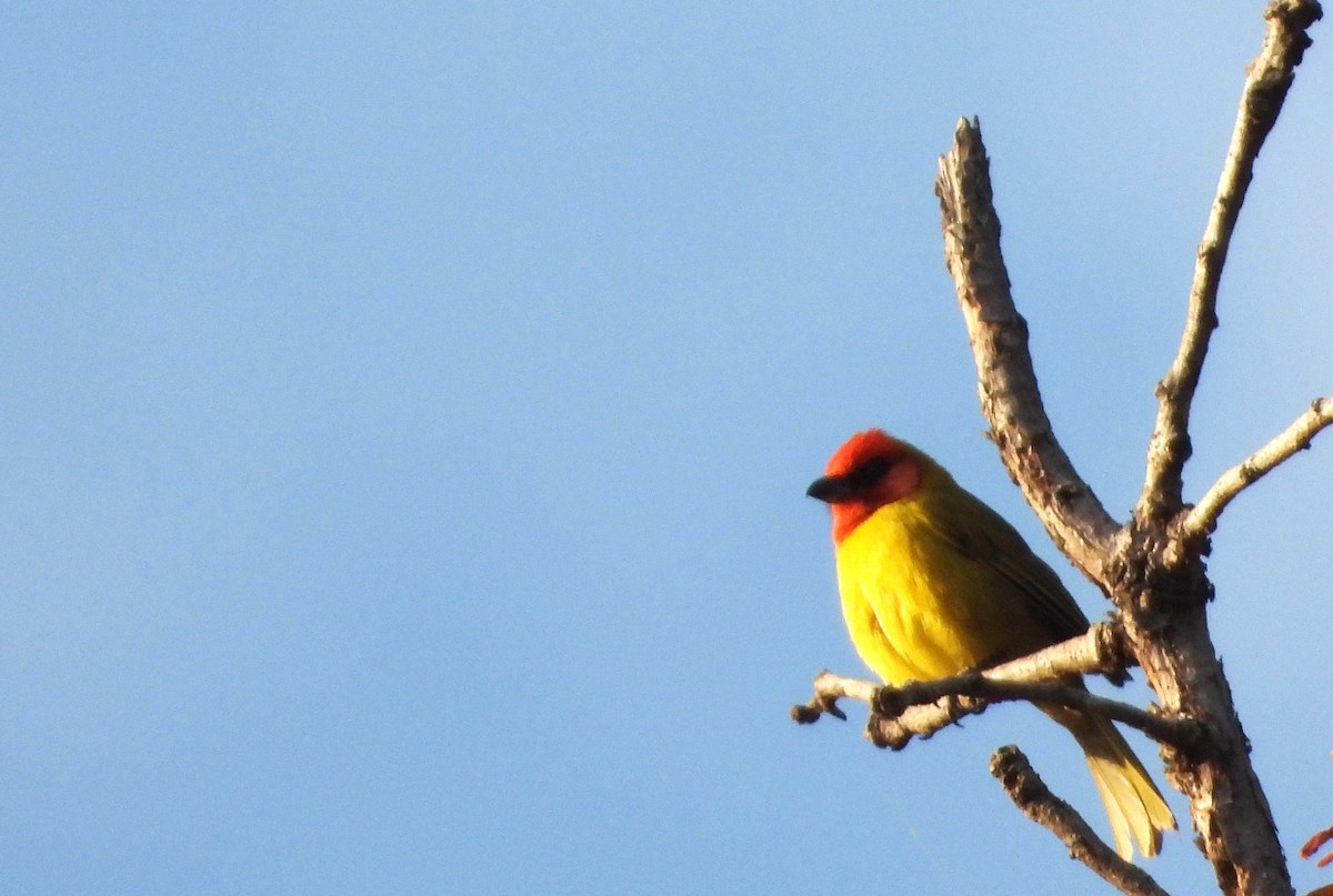 Red-headed Tanager - ML617557992