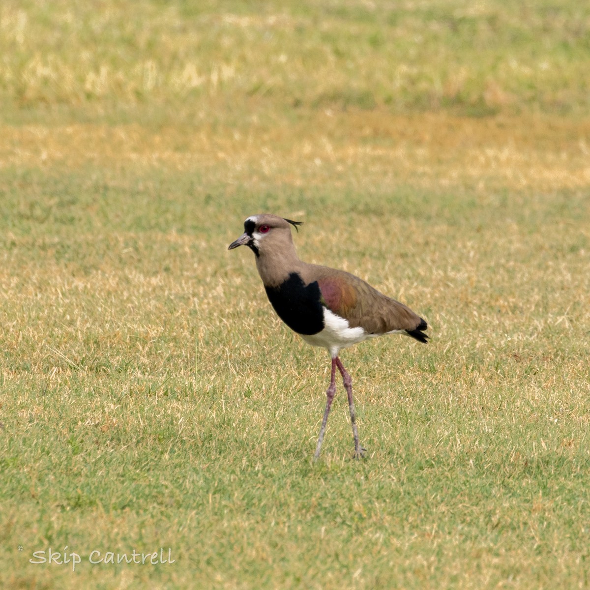 Southern Lapwing - Skip Cantrell