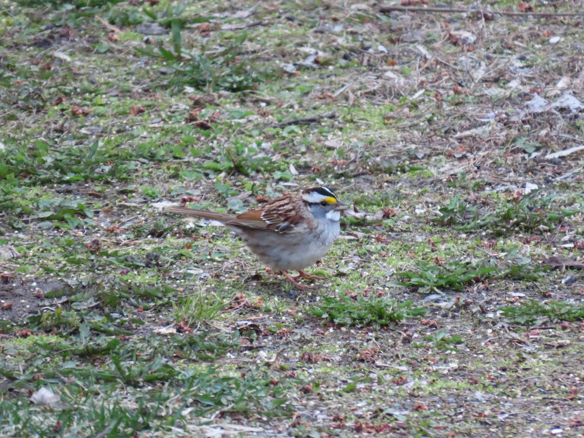 White-throated Sparrow - ML617558152