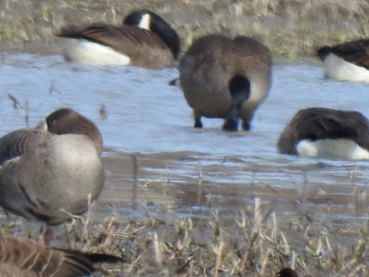 Greater White-fronted Goose - ML617558190