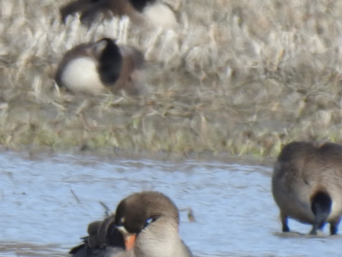 Greater White-fronted Goose - ML617558192