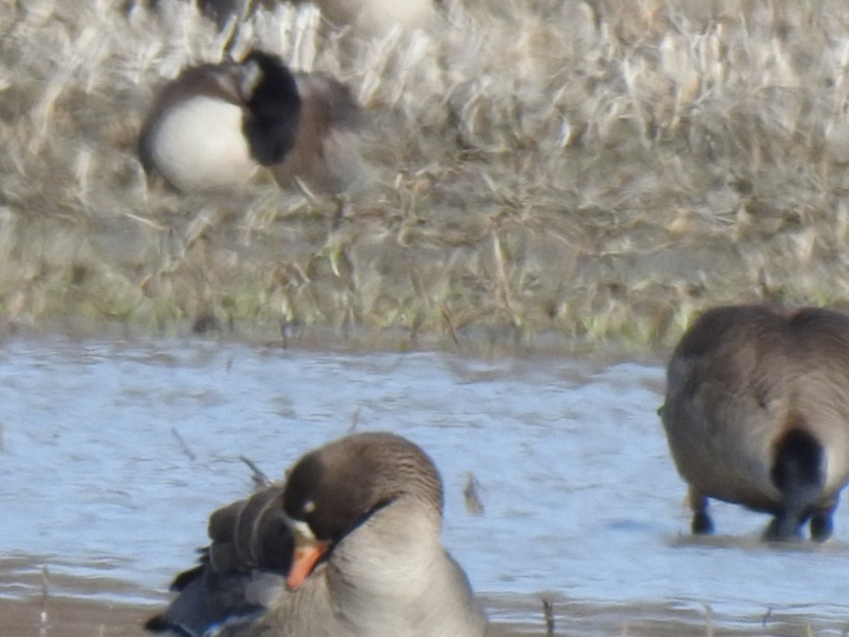 Greater White-fronted Goose - ML617558193