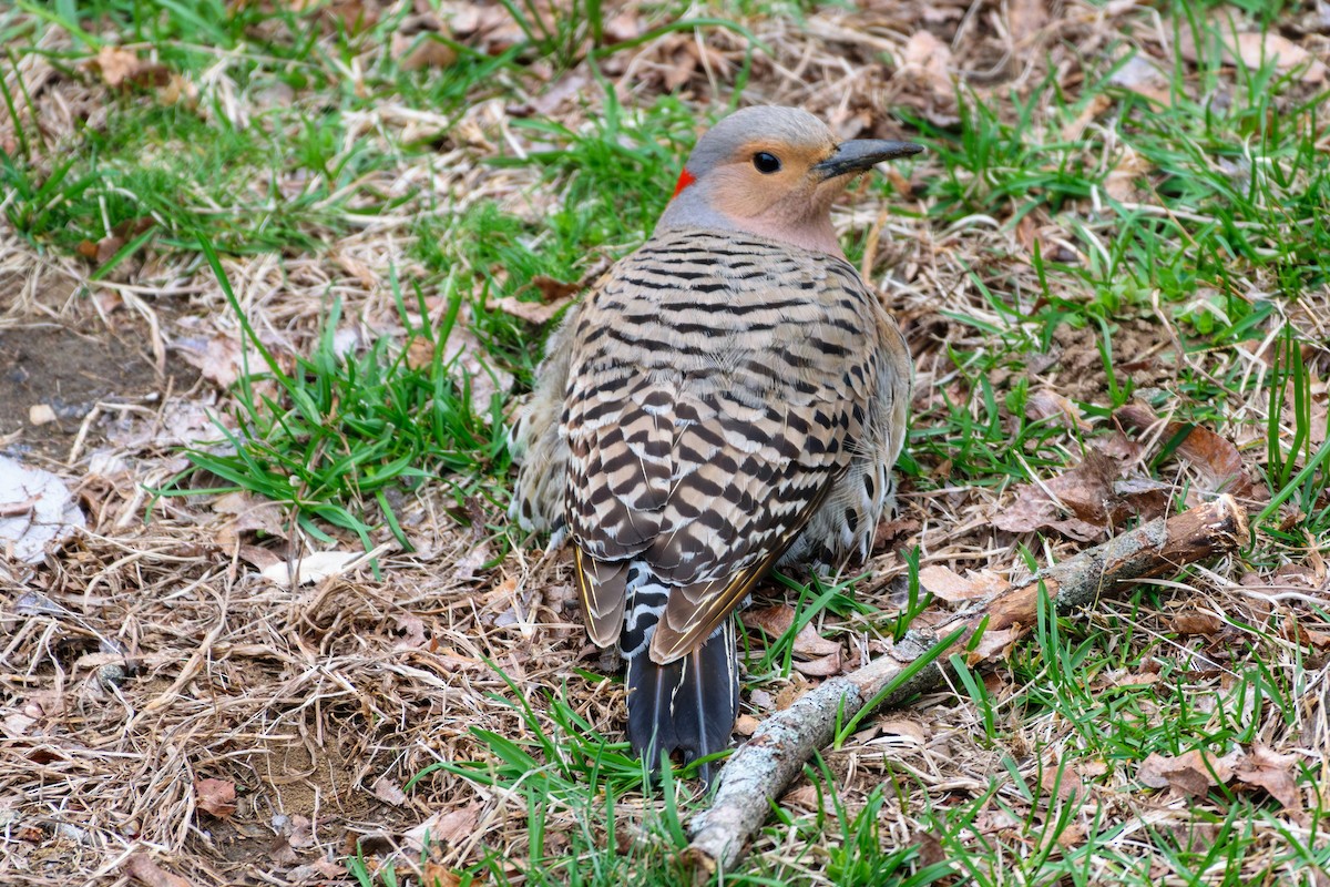 Northern Flicker (Yellow-shafted) - Andrew W.