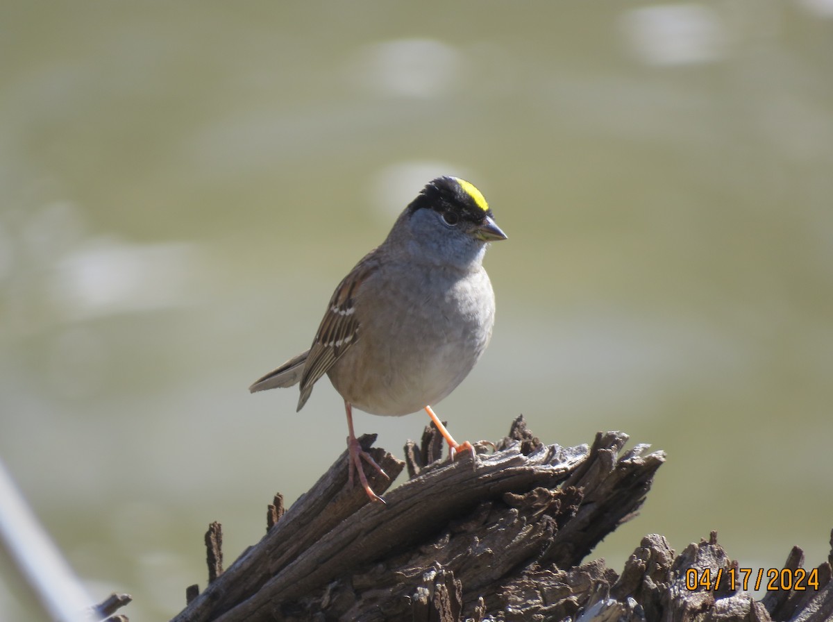 Golden-crowned Sparrow - ML617558235