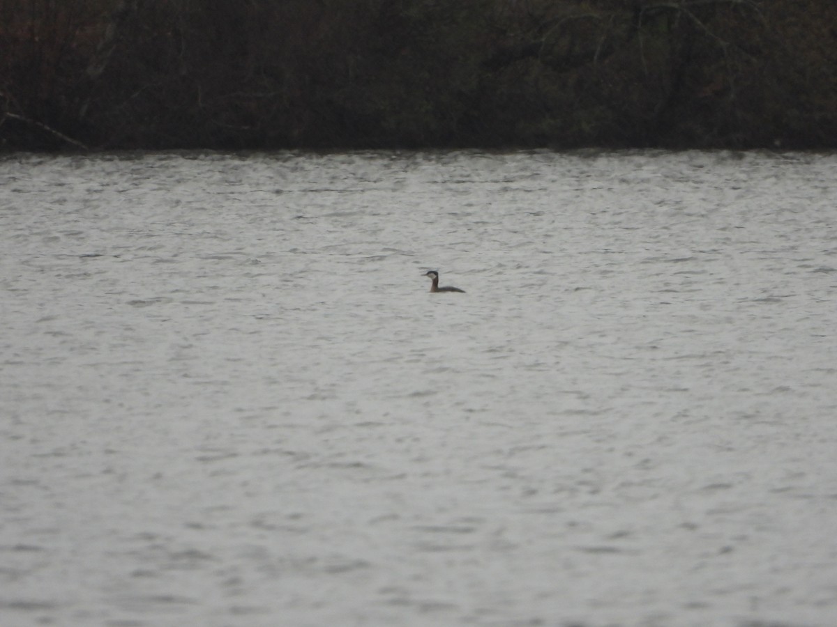 Red-necked Grebe - ML617558282