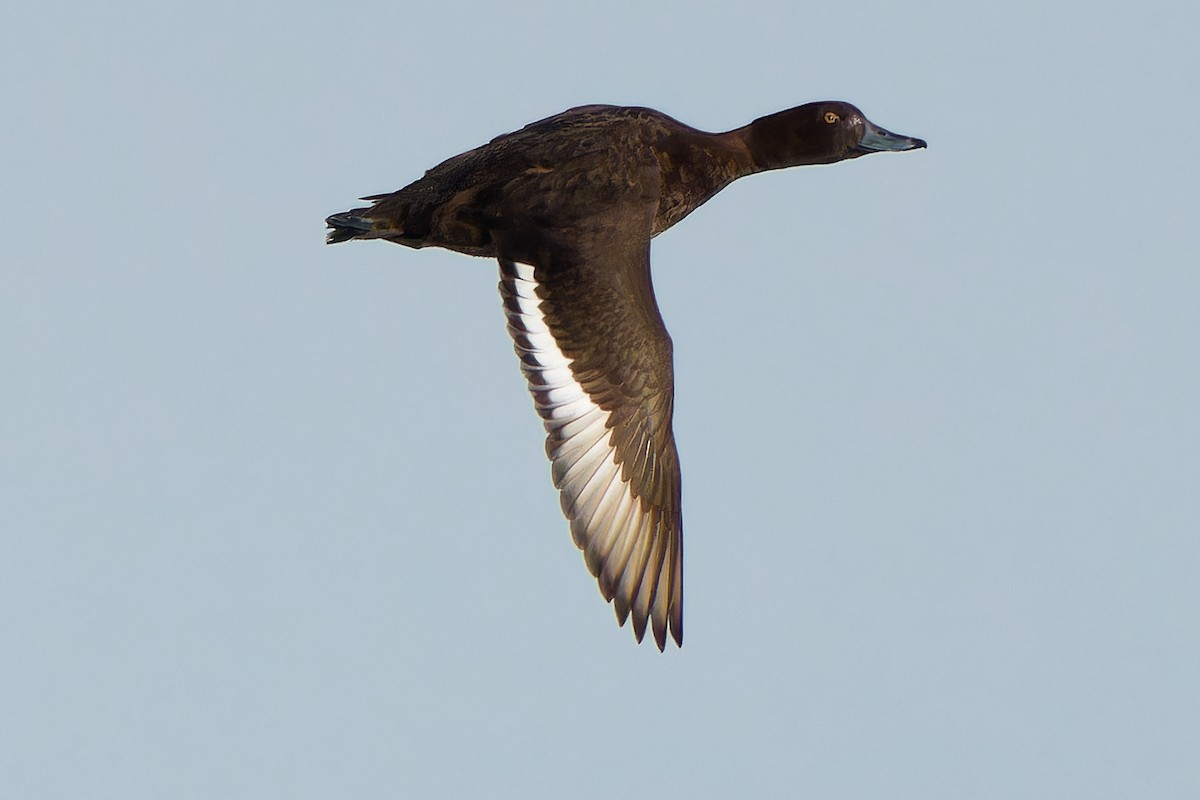 Tufted Duck - ML617558335