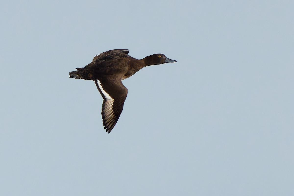 Tufted Duck - ML617558337