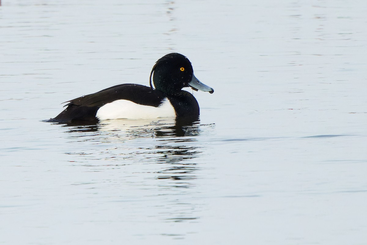 Tufted Duck - ML617558338