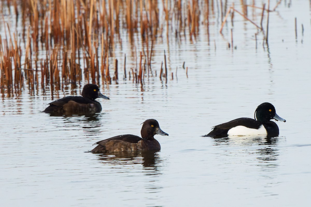 Tufted Duck - ML617558340