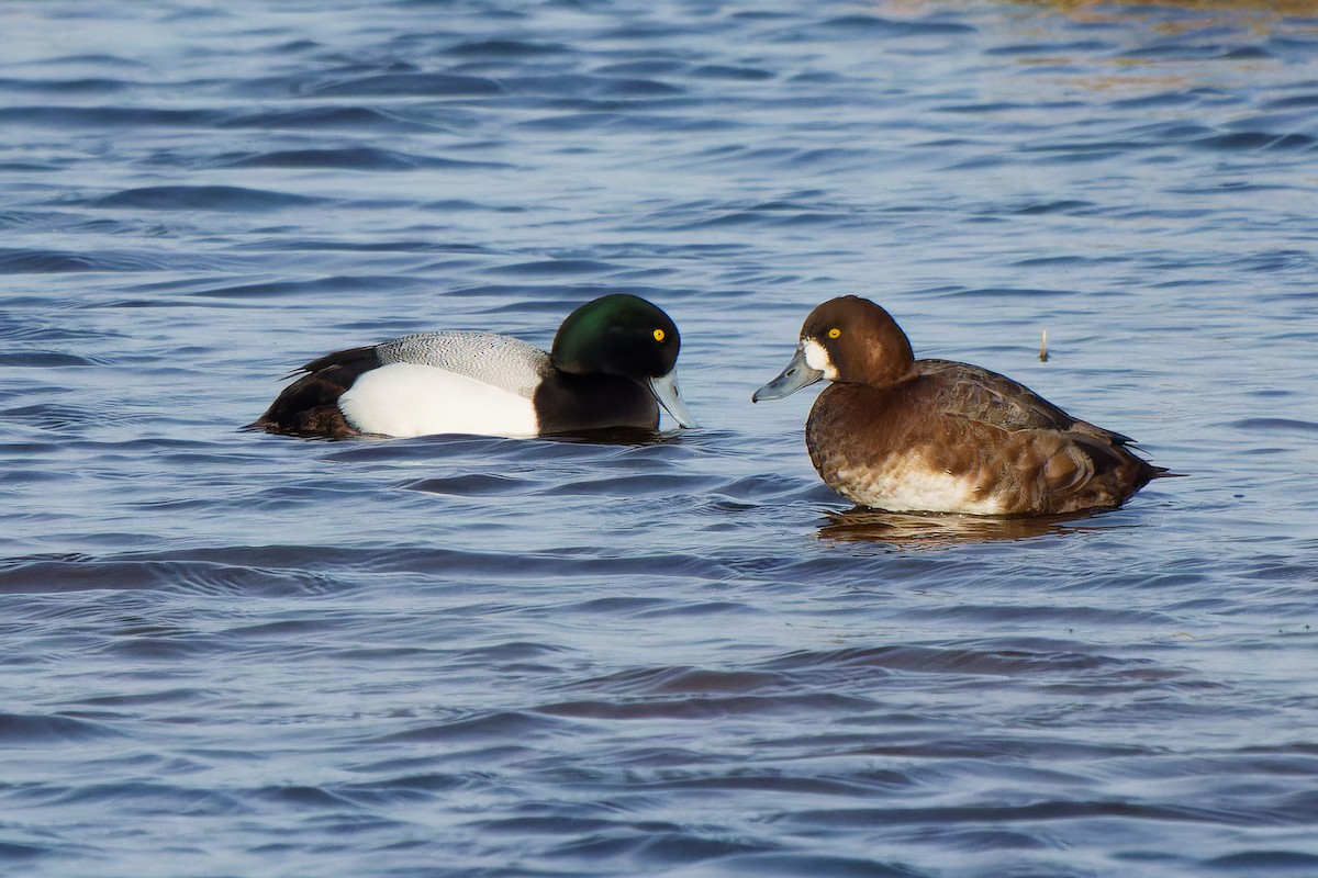 Greater Scaup - ML617558385