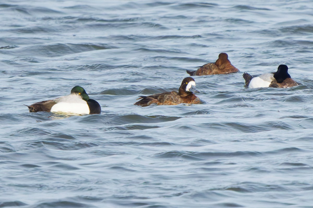 Greater Scaup - ML617558386