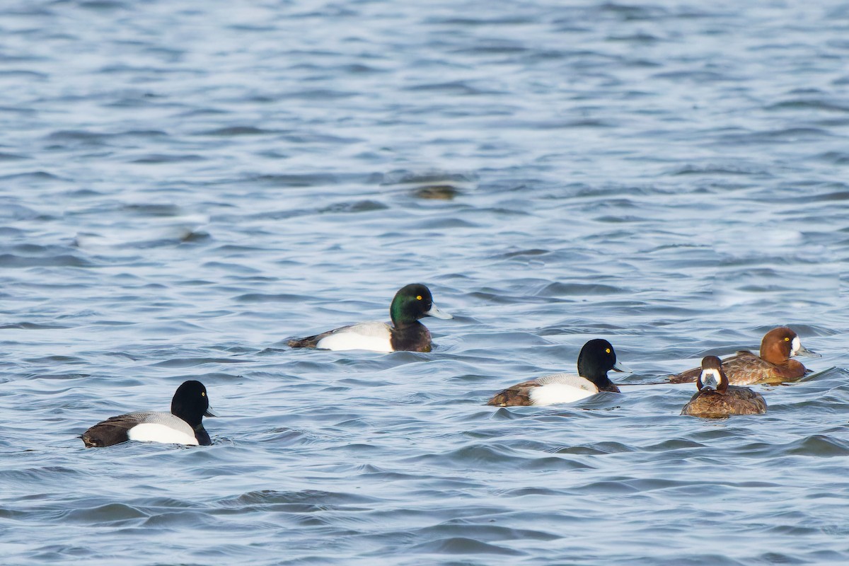 Greater Scaup - ML617558388