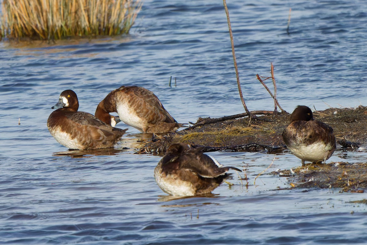 Greater Scaup - ML617558389