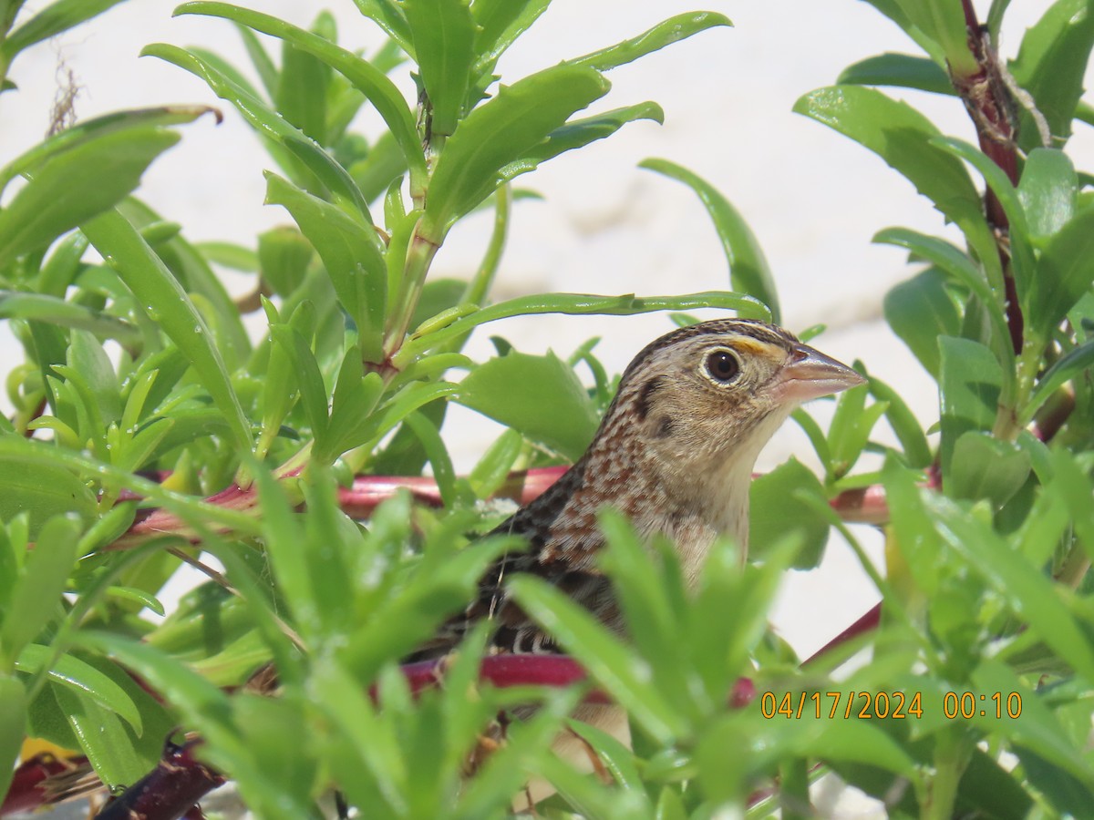 Grasshopper Sparrow - Natasza Fontaine