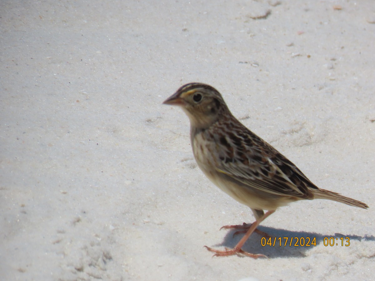 Grasshopper Sparrow - ML617558453
