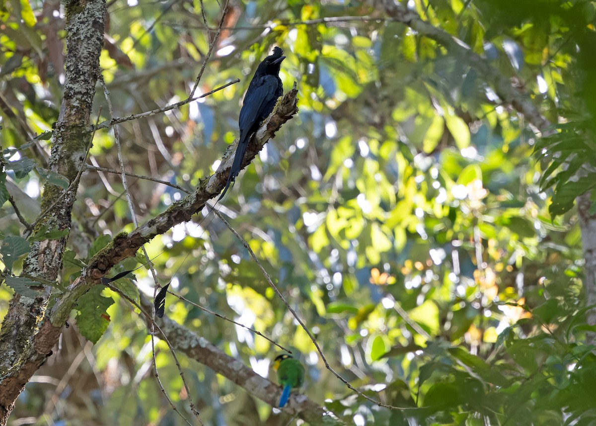Greater Racket-tailed Drongo - ML617558485
