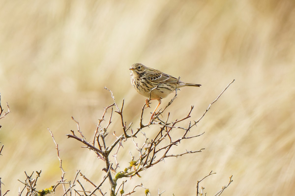 Meadow Pipit - ML617558643