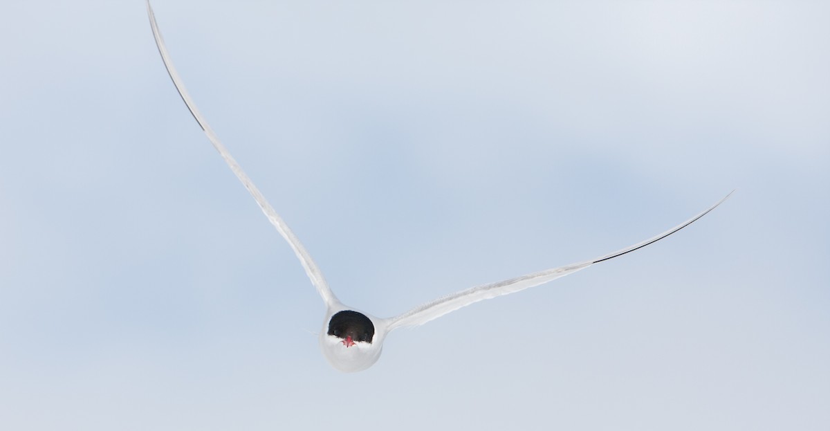 Antarctic Tern (South Georgia) - ML617558677
