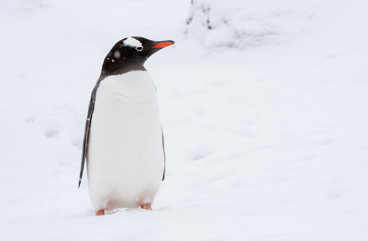 Gentoo Penguin - Anonymous