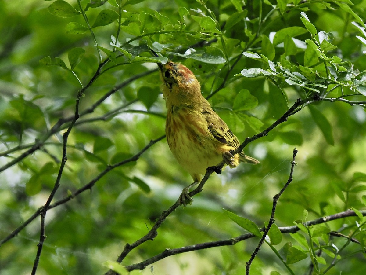 Yellow Warbler (Galapagos) - ML617558697