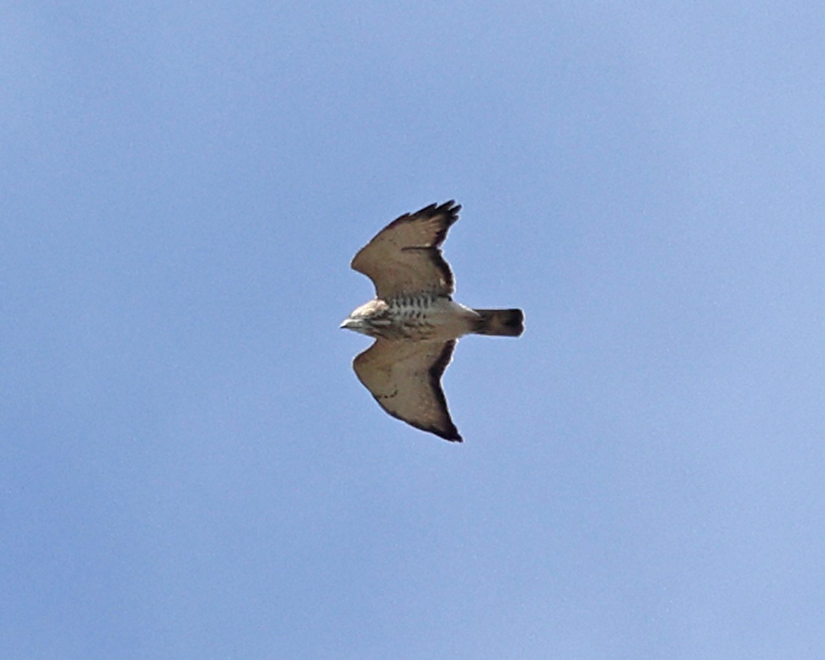 Broad-winged Hawk - ML617558794