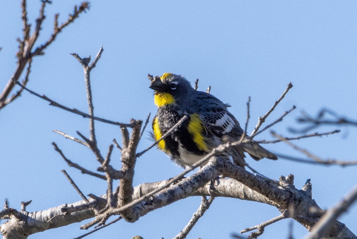 Yellow-rumped Warbler (Audubon's) - ML617558803