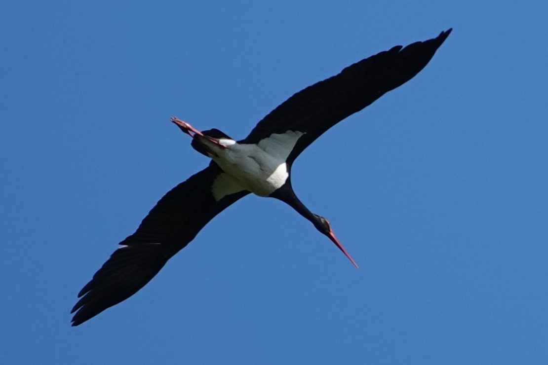 Black Stork - ML617558805