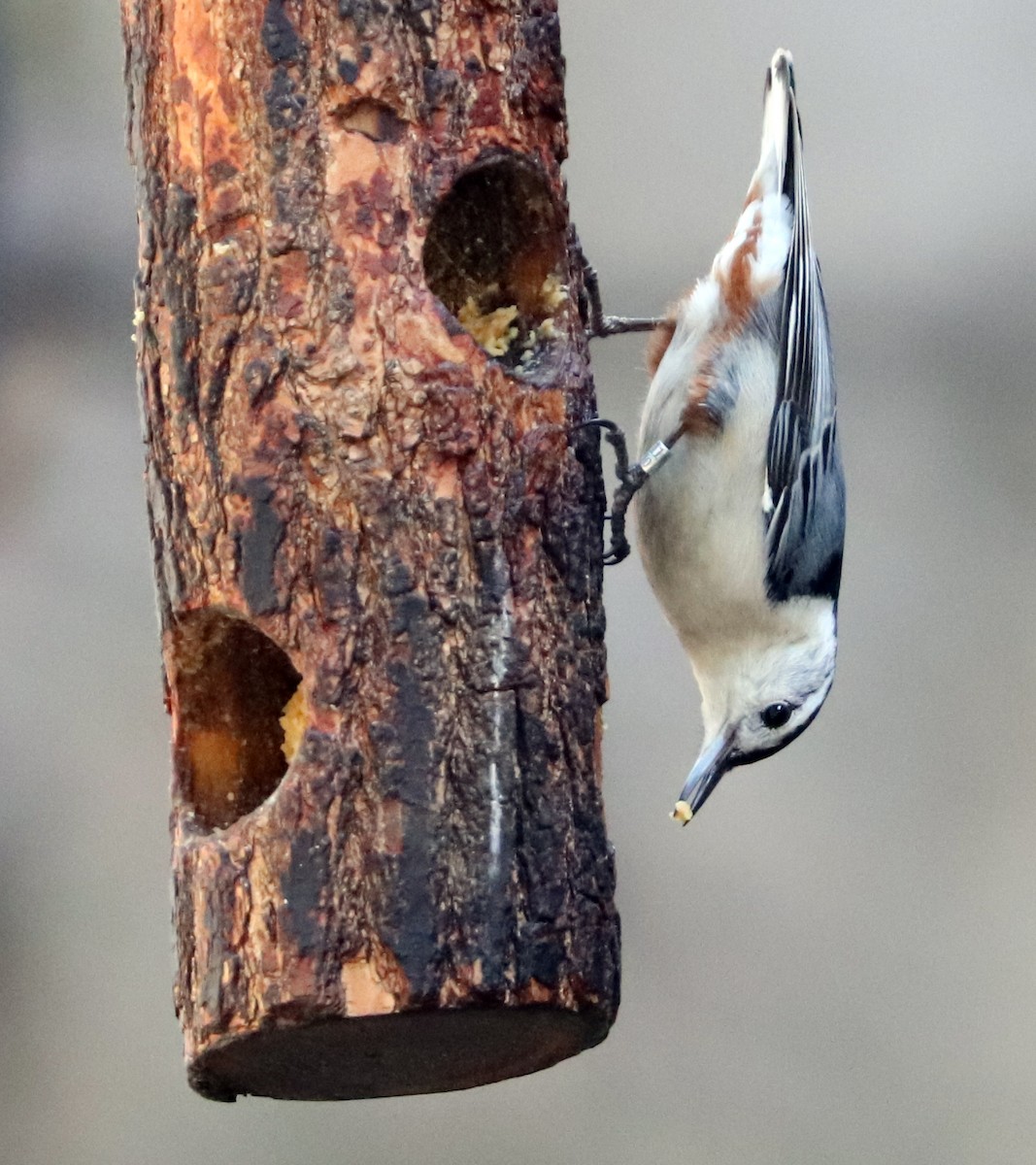 White-breasted Nuthatch - ML617558809