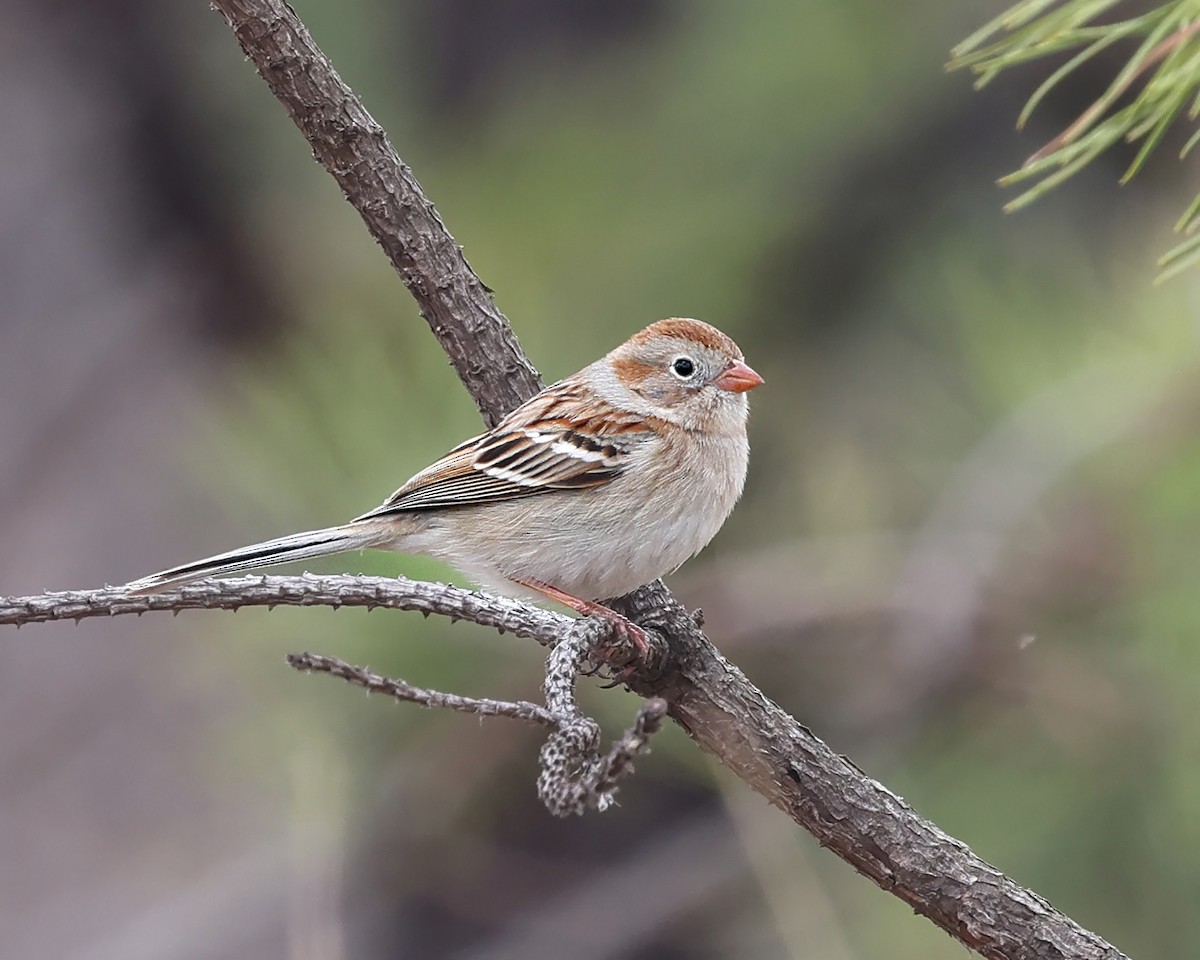 Field Sparrow - ML617558821