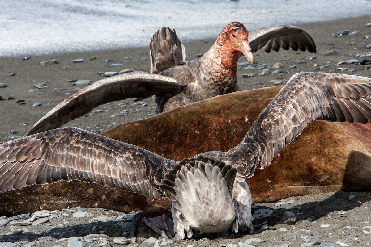 Southern Giant-Petrel - Anonymous
