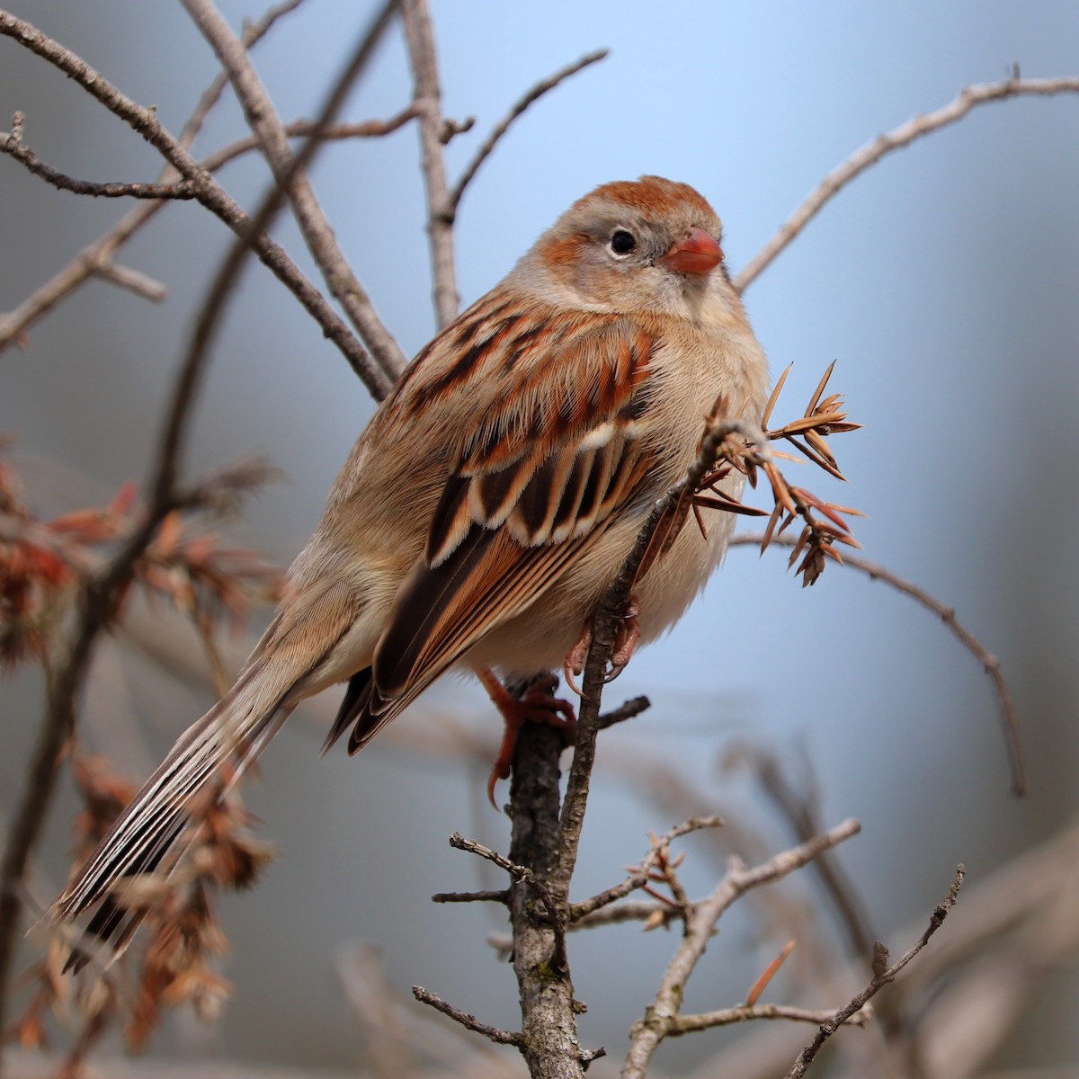 Field Sparrow - ML617558875