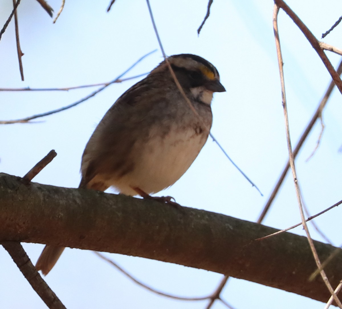 White-throated Sparrow - Dmitrii Travin