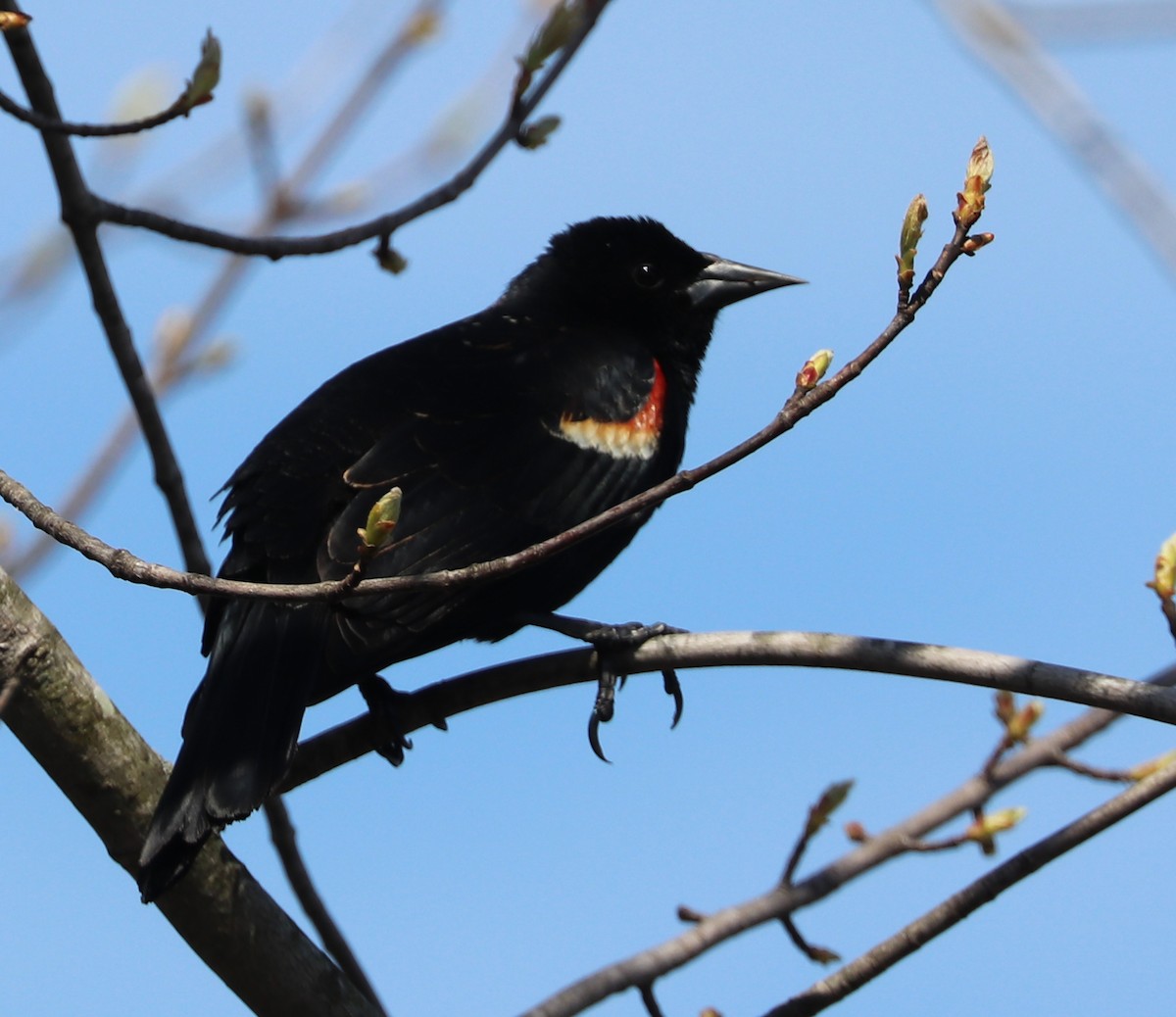 Red-winged Blackbird - Dmitrii Travin